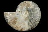 Agatized Ammonite Fossil (Half) With Pyrite Replacement #111515-1